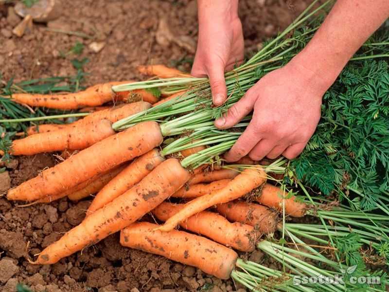 Плохо  растет морковь. что делать, чем подкормить?