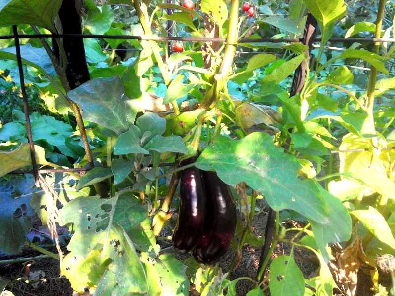 Выращивание баклажанов (22 фото): уход в открытом грунте. как правильно выращивать и что они любят? как растут? особенности посадки