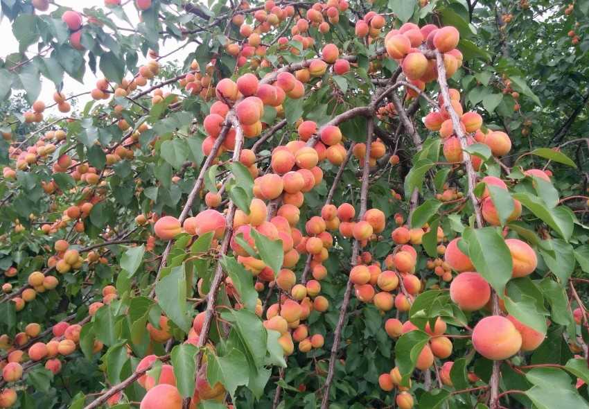 Уход за персиком летом, осенью и весной в период созревания и плодоношения