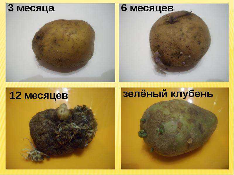 Соланин в картофеле и других овощах, польза и вред соланина