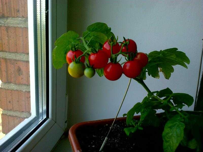 Все секреты выращивания помидорчиков черри на балконе
