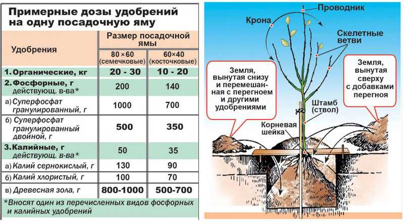 Правильная подкормка крыжовника весной, летом и осенью: чем удобрять до и во время цветения