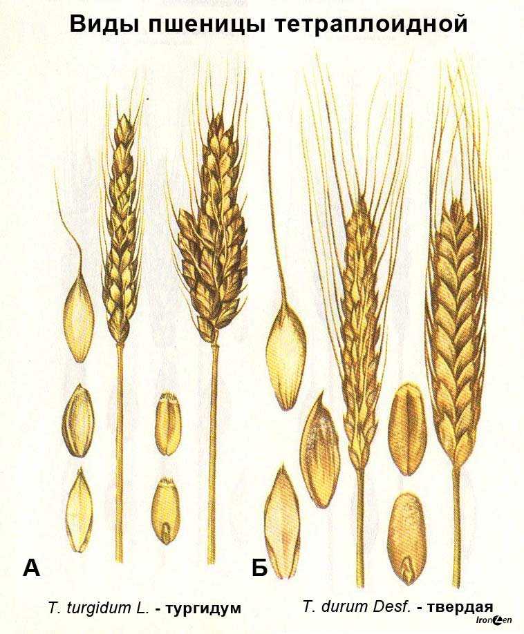 Чем отличается твердая пшеница от мягкой?
