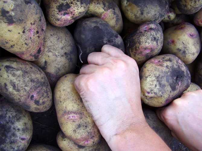 Отзывы о картофеле пикассо, описание сорта