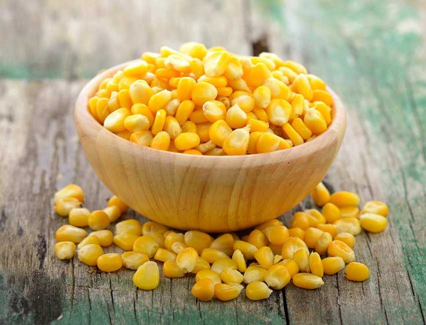 Кукуруза – польза для здоровья, вред и противопоказания, состав, выбор початка