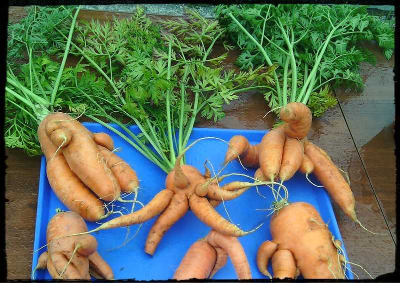 Почему морковь корявая и рогатая: причины и методы решения