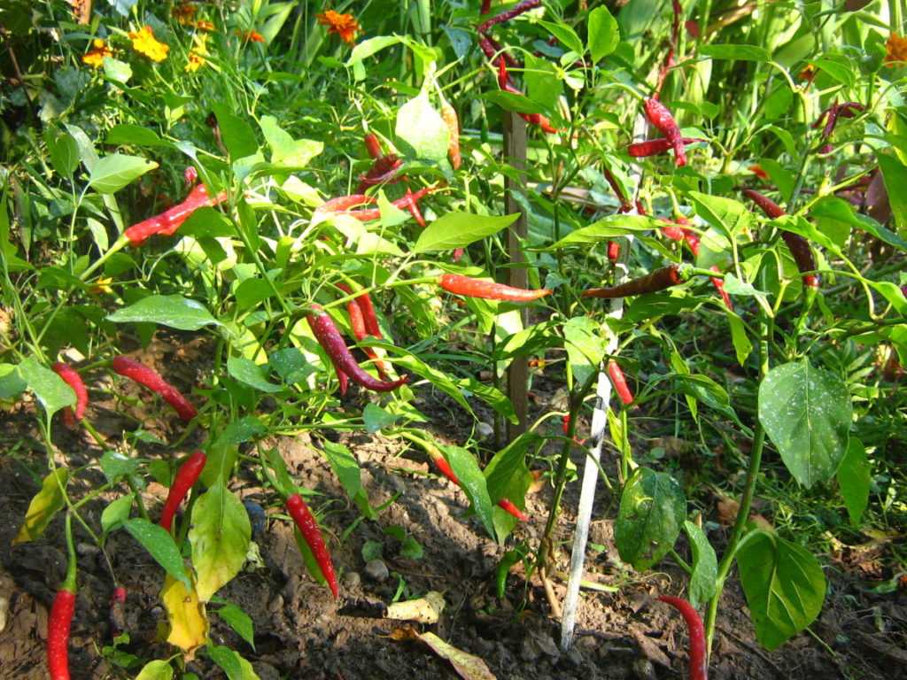 Как выращивать и ухаживать за перцами в теплице