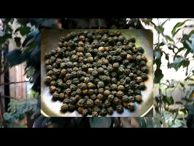 Как растёт в природе чёрный перец
