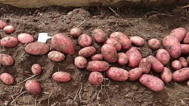 Сорт картофеля лина. описание, фото, отзывы