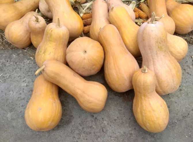 Описание и тонкости выращивания дыни сорта ананасная
