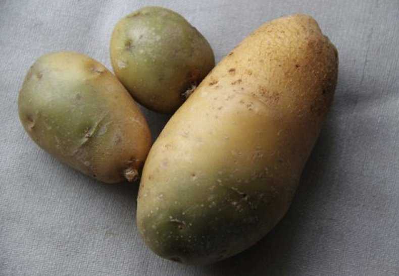 Что такое соланин в картофеле