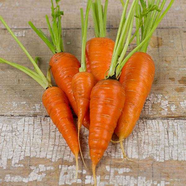 Отличительные характеристики моркови канада f1 и особенности ее выращивания