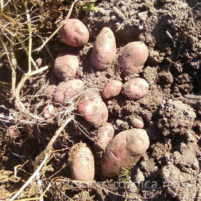 Картофель журавинка: характеристика сорта, особенности выращивания, сроки созревания