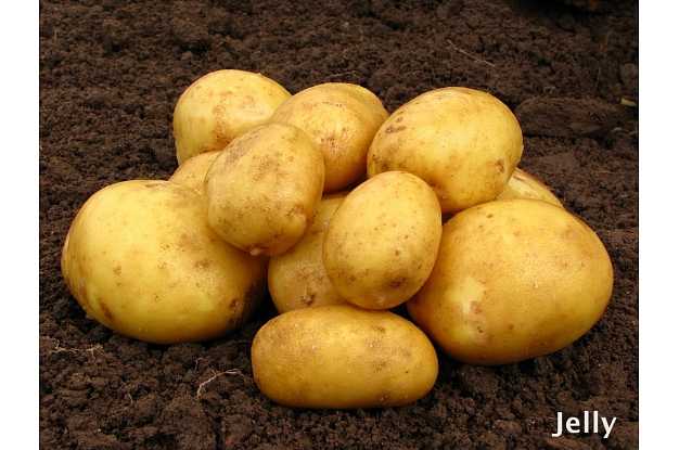 Идеальный сорт картофеля для закупки на зиму: «джелли»