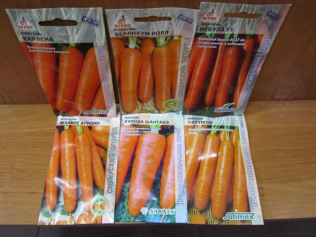 Морковь шантане: описание и характеристика сорта, виды, относящиеся к нему, например, роял, курода, правила выращивания, а также похожие корнеплоды русский фермер