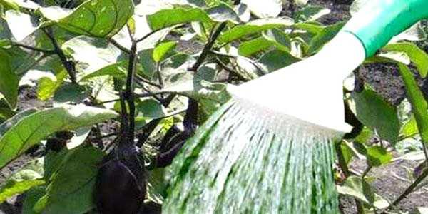 Как часто поливать баклажан в теплице из поликарбоната и в парнике во время цветения и плодоношения