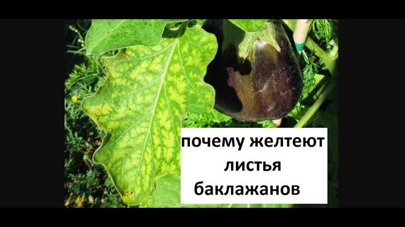 Желтеют и сохнут листья / асиенда.ру