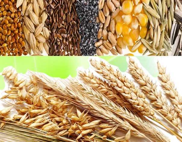 Кислая • развитие товарной классификации зерна пшеницы в ссср и россии