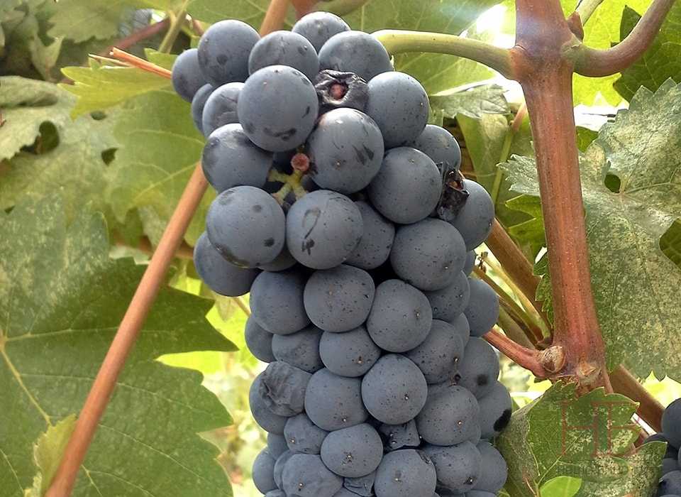 Сорта винограда краснодара: лучший ранний, среднеспелый, поздний, технический виноград для виноградарства в краснодарском крае
