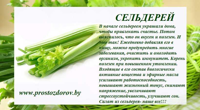 Укроп: лечебные свойства и противопоказания к употреблению зелени