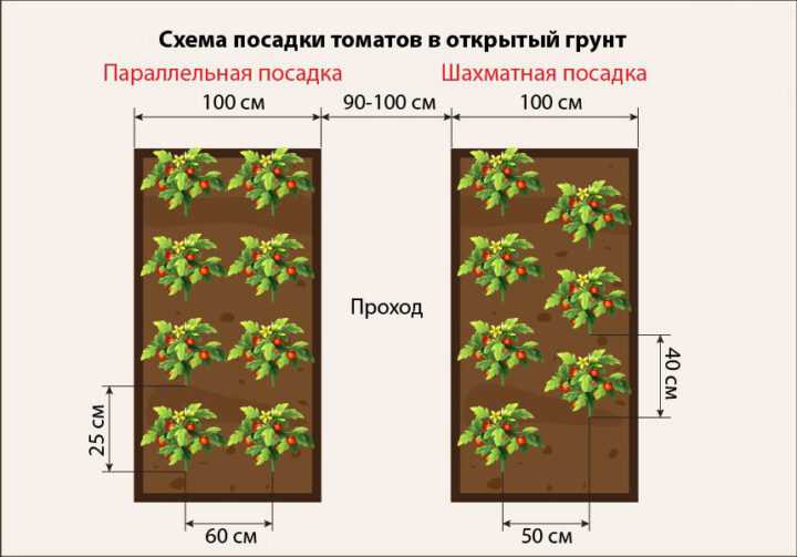 Соблюдаем плотность: чем отличается схема посадки огурцов в теплице и в открытом грунте