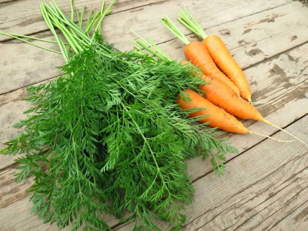 Морковь при геморрое: польза и вред, применение, химический состав и калорийность