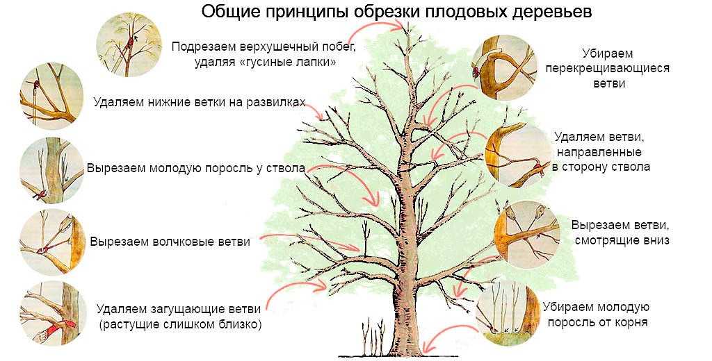 Обрезка персика: как правильно формировать крону двухлетнего и молодого дерева при посадке? схемы и виды