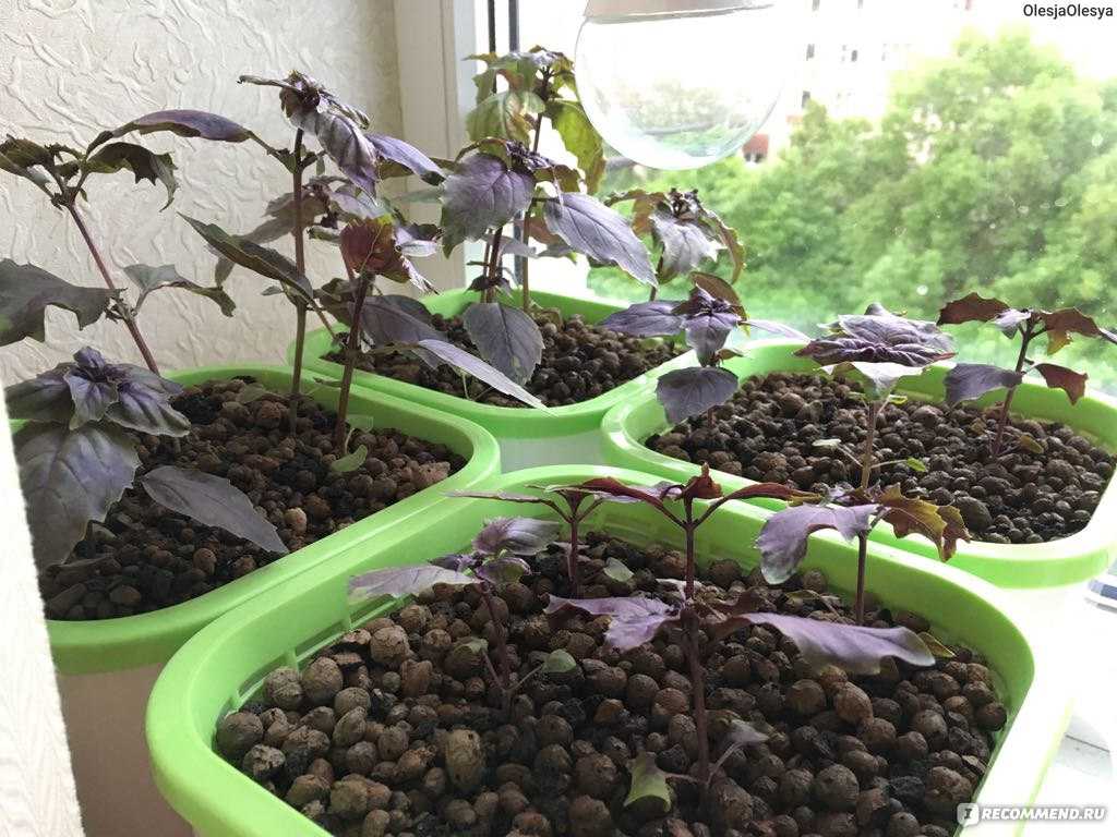 Как вырастить базилик — от посева семян до сбора урожая