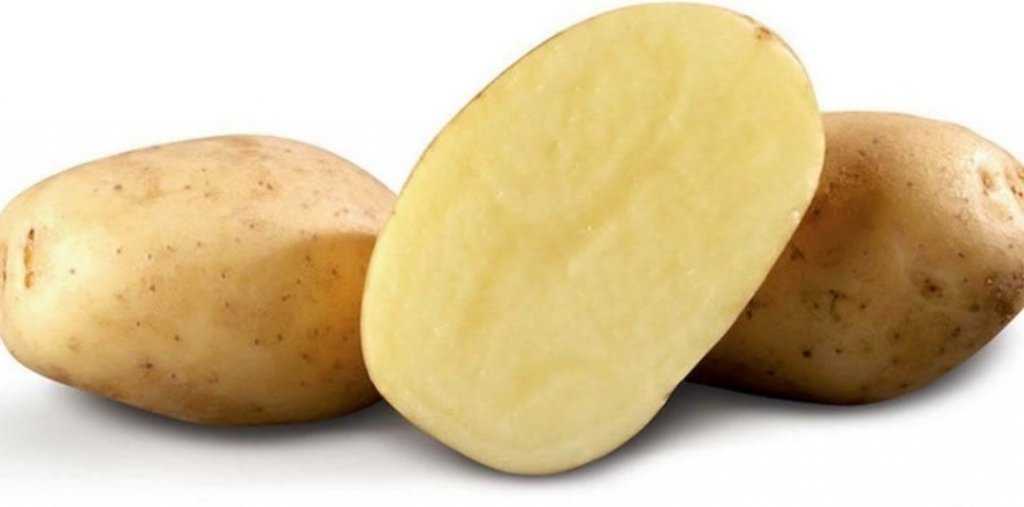 Картофель палац (семенной): описание раннего сорта, фото, отзывы кто сажал об урожайности, характеристика, вкусовые качества