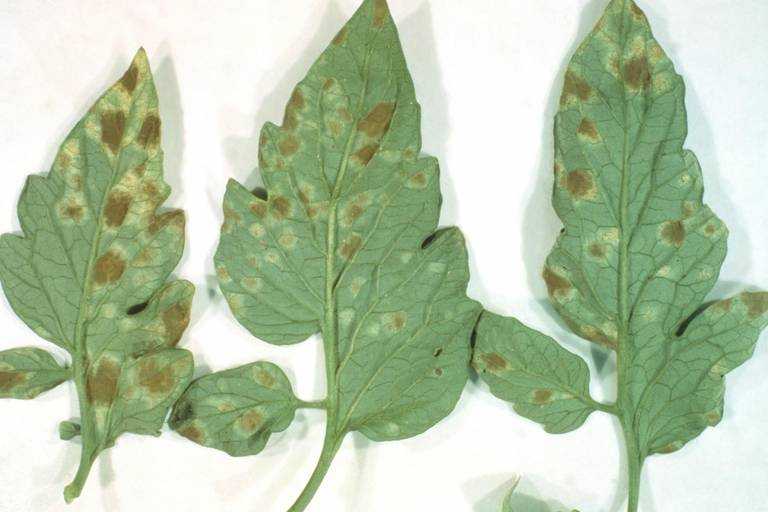 Пятнистость черная бактериальная томата | справочник по защите растений — agroxxi