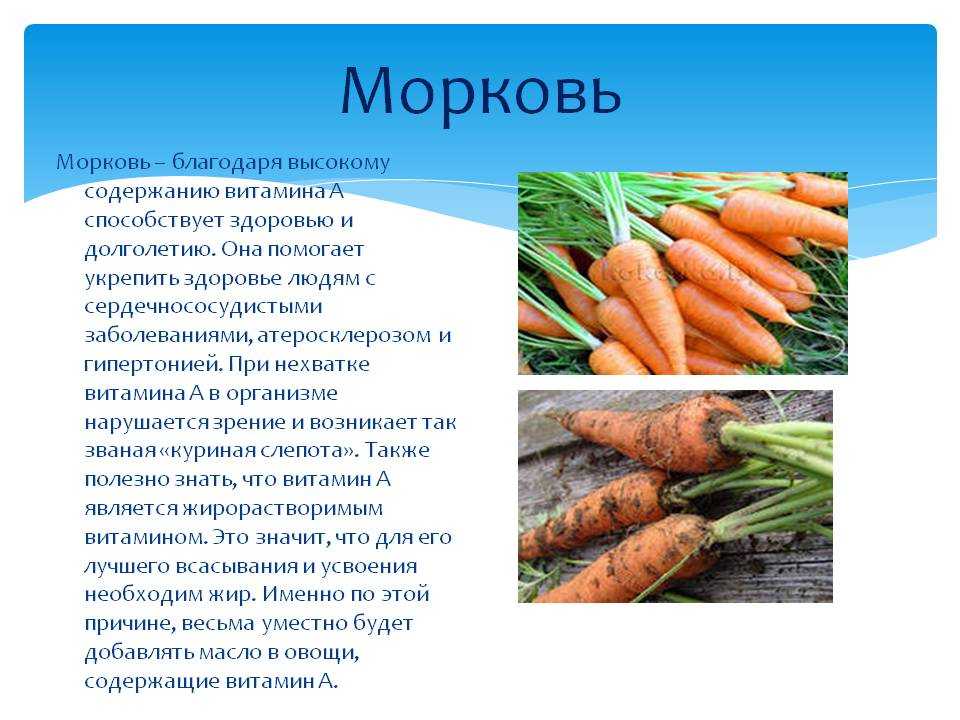 Сорта моркови: классификация, описание сортов