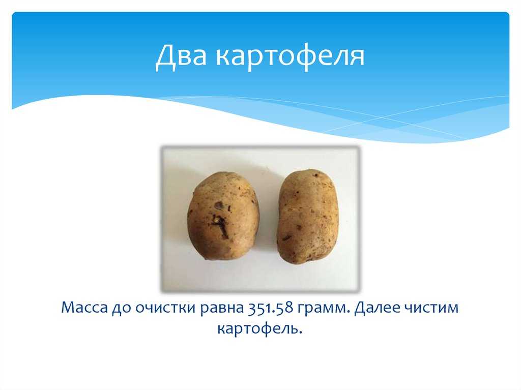 Сколько лет картошке. Вес средней картошки. Картофель вес. Картофель лабораторная работа. Вес одной средней картофелины.