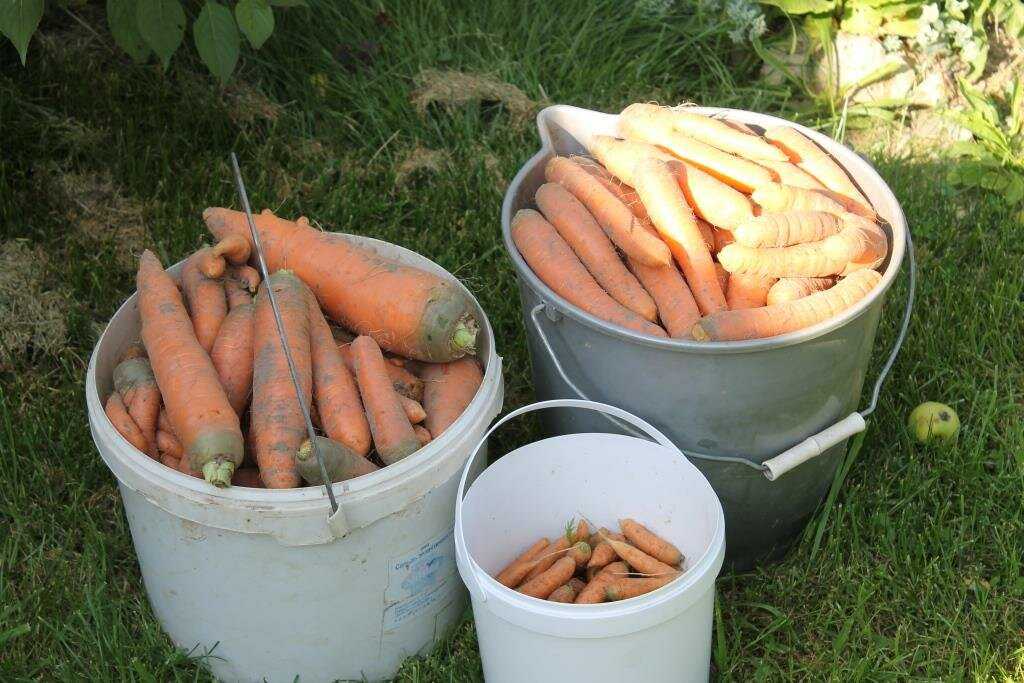 Как обрезать морковь на хранение зимой в погребе и нужно ли ее мыть перед этим