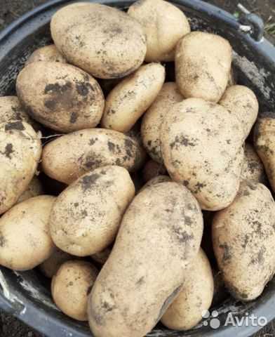 Сорт картофеля розара — отзывы фермеров и описание внешнего вида с фото клубней, подробная характеристика, оптимальные регионы и способы посадки