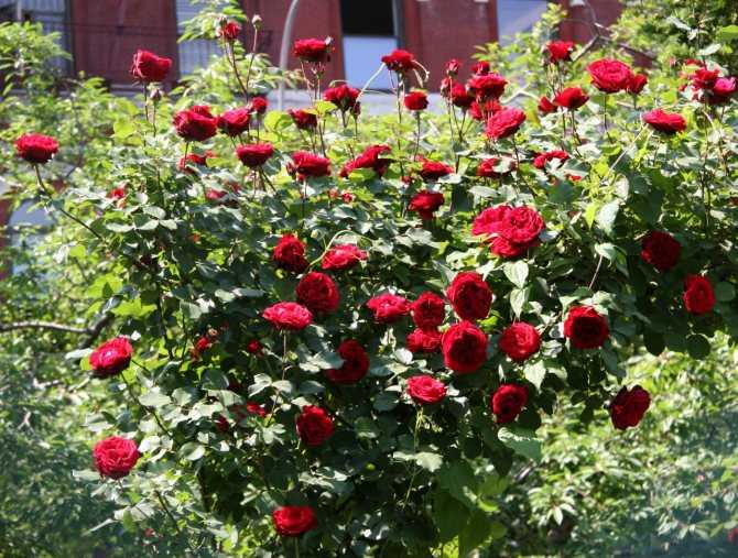 Плетистые розы: особенности посадки и выращивания, размножение и обрезка, фотографии использования роз в ландшафтном дизайне