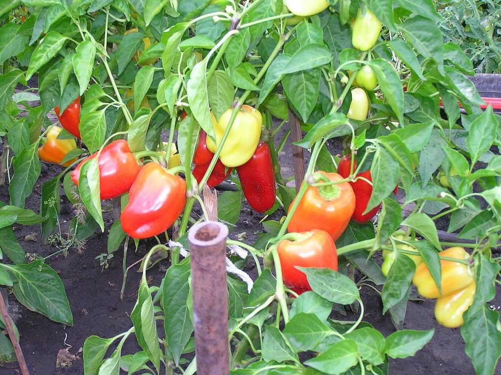 Сбор урожая перца: когда снимать с куста и можно ли срывать зеленым, дозаривание в домашних условиях