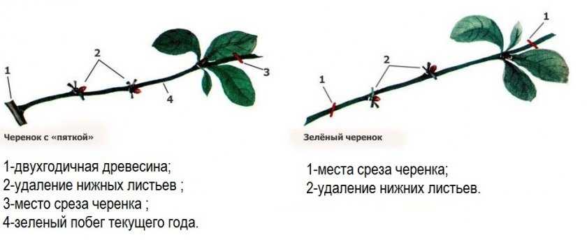 Размножение вишни: способы и правила ухода за саженцами