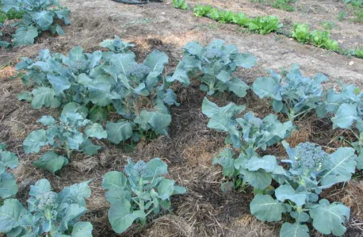 Брокколи (36 фото): посадка, выращивание капусты и уход в открытом грунте, как вырастить овощ, как выращивать культуру в разных регионах
