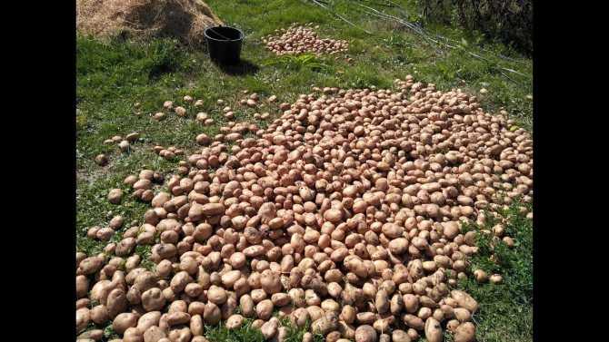 Урожайность картофеля с 1 га: как вырастить и увеличить количество на домашнем огороде