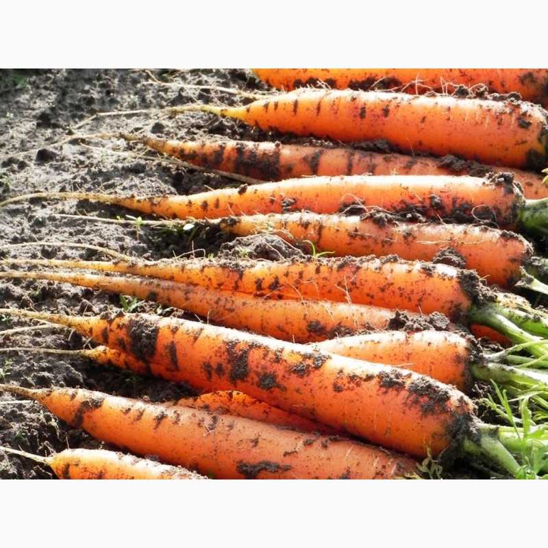 Все о сорте моркови флакке: подробное описание, особенности выращивания и другие нюансы