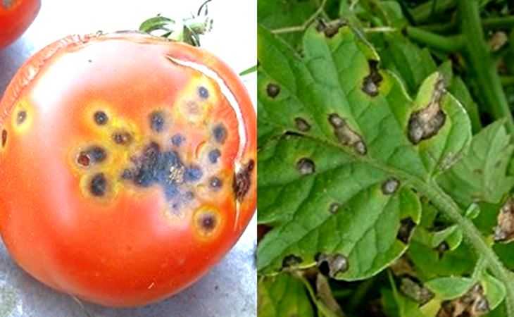 Коричневые пятна на листьях помидоров в теплице. какие бывают болезни помидоров в теплице и борьба с ними