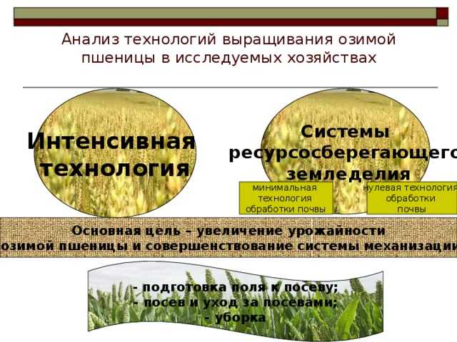 Технология выращивания (возделывания) пшеницы
