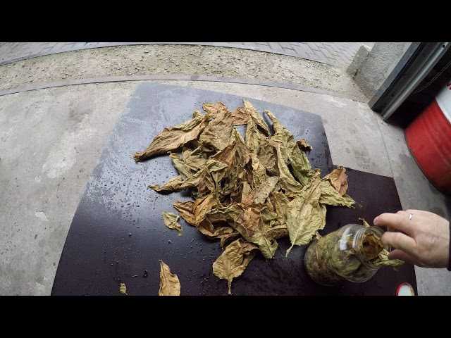 Быстрый способ ферментации табака. технология ферментации листа табака - меднаука