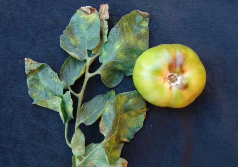 Кладоспориоз томатов (33 фото): лечение помидоров препаратами в теплице, способы борьбы биологическими и народными средствами, описание
