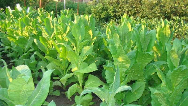 Самые лучшие и крепкие виды табака, сколько сортов выращивают на планете