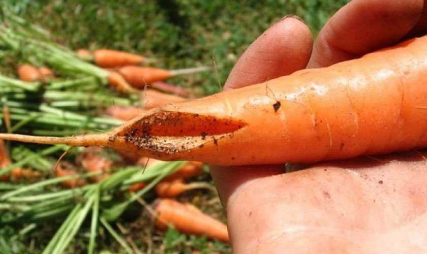 Причины, по которым морковь становится горькой