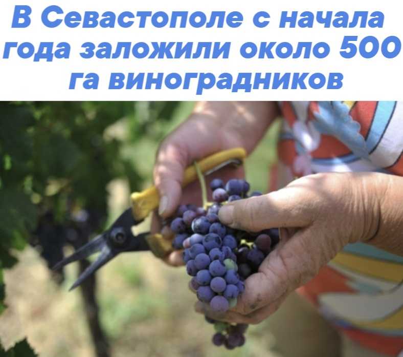 Виноград на кубани, как выращивать. посадка винограда на участке