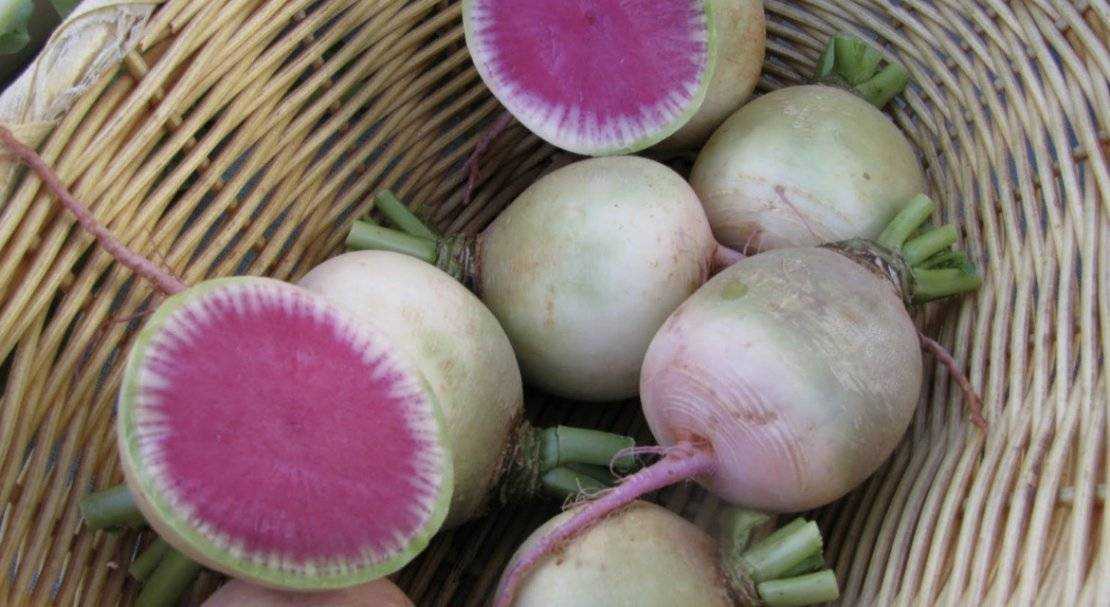 Арбузная редька: особенности корнеплода, правила выращивания и хранения