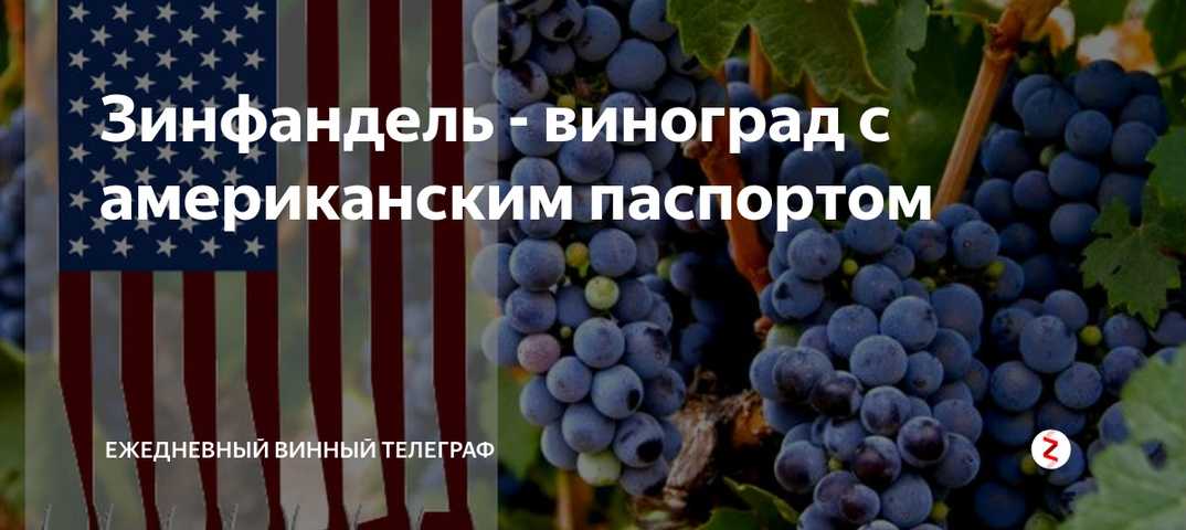 Зинфандель сорт винограда. Сорт винограда Зинфандель карточка. Виноград Зинфандель (3 года). Сводит скулы от вина сорт винограда Зинфандель. Ежедневный винный Телеграф Salmon Club.