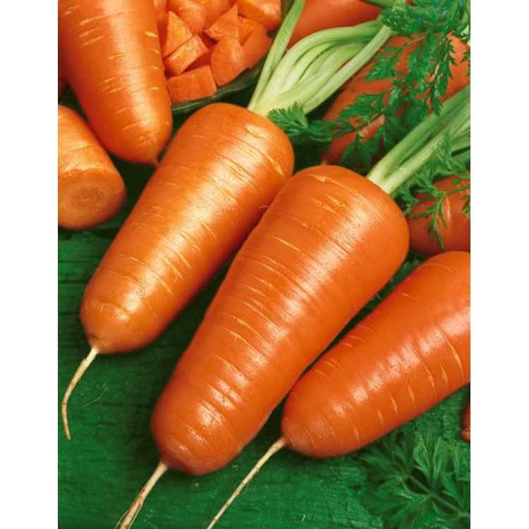 Популярный сорт вкусной моркови — шантане: характеристика и выращивание